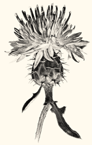 Centaurea Aspera
