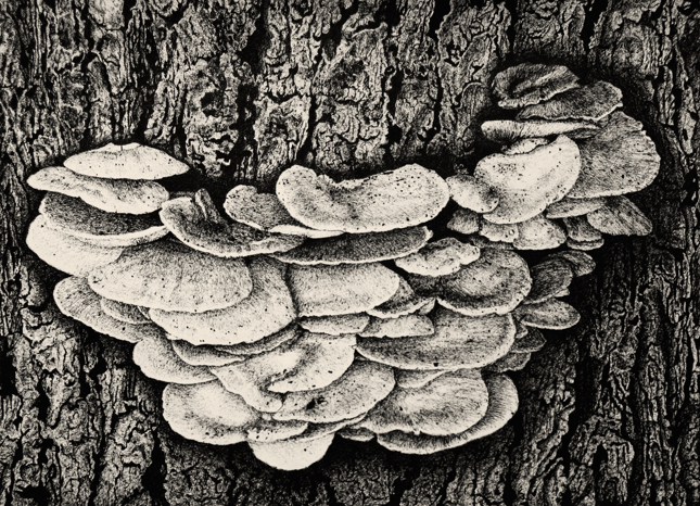 Wood-eating Mushrooms