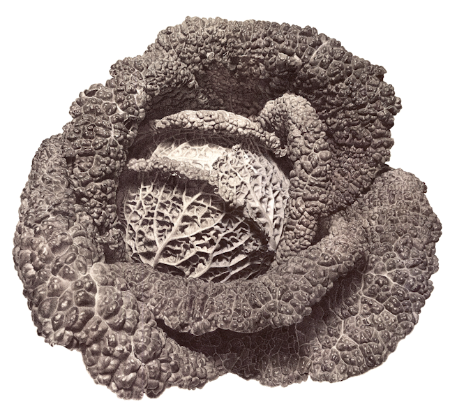 Brassica Oleracea Sabauda