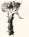 Unfinished Euphorbia