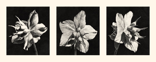 3 Helleborus