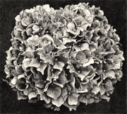 Hydrangea