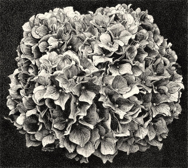 Hydrangea